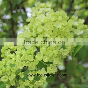 Hot Selling Fresh Cut Hydrangea With 50cm Long Stem thumbnail-3