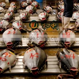 Ultra Low -65 Centigrade Temperature Freeze for Tuna Frozen Storage thumbnail-2