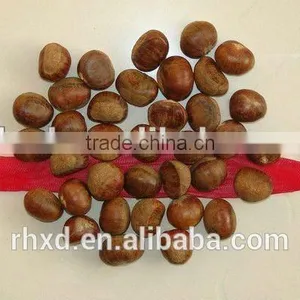 Health Food 40-50, 50LB Gunny Bag Chinese Fresh Chestnuts Wholesale Chestnuts for Spain thumbnail-5