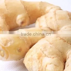 Young Fresh Ginger for Sale thumbnail-1