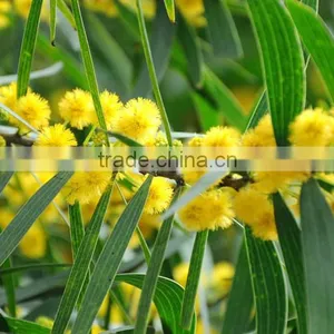 Acacia Confusa Seedling thumbnail-1