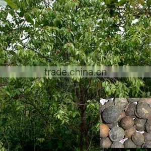 Indian Sandal Forestry Tree Seeds Santalum Album India thumbnail-1
