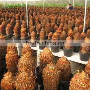 Cycas Revoluta thumbnail-1
