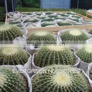 Echinocactus Grusonii thumbnail-1