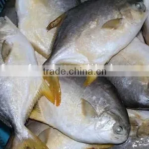 Salmon Fish Gold Pomfret thumbnail-1