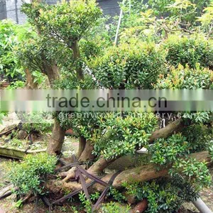Syzygium Buxifolium Strange Shape thumbnail-1