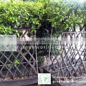 Ficus Fen Shape thumbnail-1