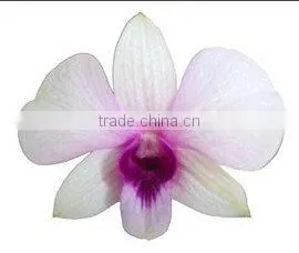 D-006 : DENDROBIUM BANGKOK LAND ORCHID thumbnail-1