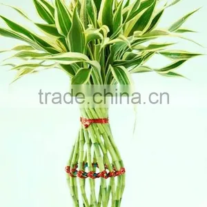 Lucky Bamboo thumbnail-5
