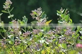 CALOTROPIS GIGANTEA thumbnail-1