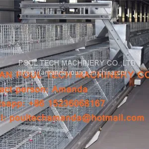 Qatar Poultry Farming A Type Battery Broiler Cage & Chicken Cage & Poultry Farm Equipment With Automatic Feeding & Drinking System thumbnail-1