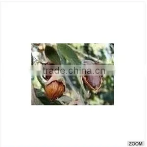 High Quality Jojoba Seeds 002 0104214672 thumbnail-1