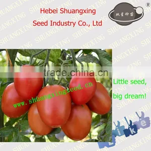 Processing Type Best Quality Tomato Seed thumbnail-1