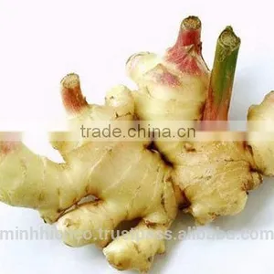 Fresh Ginger thumbnail-1