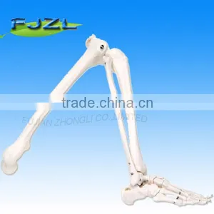 Human Leg Skeleton( Right) thumbnail-1