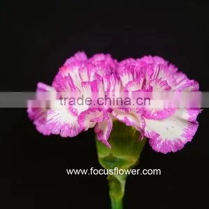 Best Selling Cut Flower Carnations As Gifts Purple Cheap Price Carnation thumbnail-6