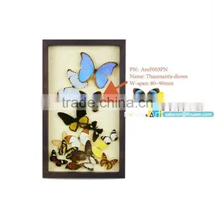 FOUSEN(042) Nature& Art Preserved Naturals Decorations Home Garden thumbnail-1