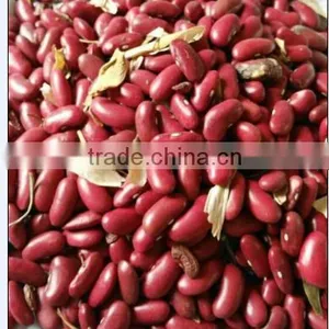 British Red Kidney Beans Crop 2015 thumbnail-2