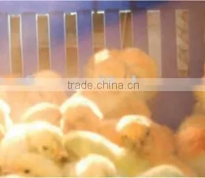 Vaccination for Poultry thumbnail-1