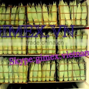 Bamboo Leaf Japan Market; Bamboo Leaves thumbnail-1