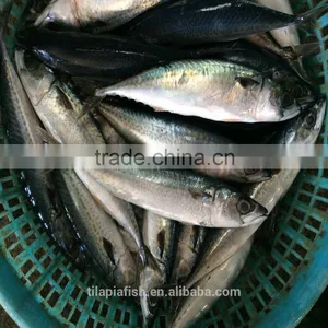 New Season Pacific Mackerel Competitive Price for Sale thumbnail-1
