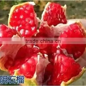 Easy Survival Pomegranate Seedling thumbnail-1
