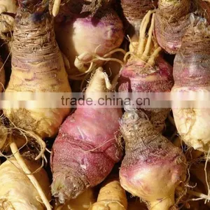 High Quality 40% Macamides Maca Root Extract Powder thumbnail-3