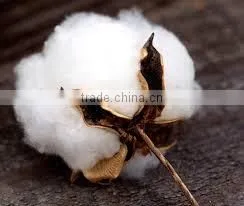 Raw Cotton S6 thumbnail-3