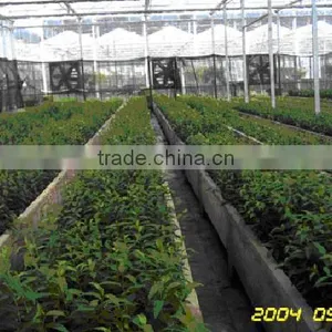 Semi-closed Greenhouse thumbnail-2