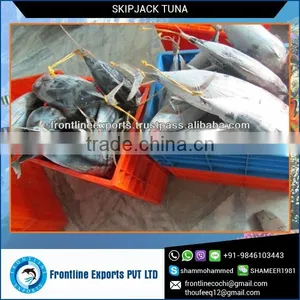 Frozen and Canned Fresh Tuna Fish From Reliable Supplier thumbnail-1