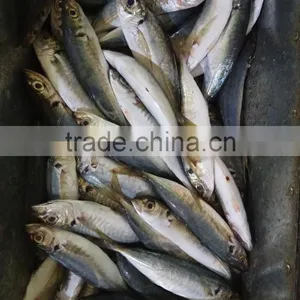 Hot Sale Frozen W/R Horse Mackerel Fresh Fish thumbnail-1