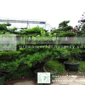 Podocarpus Macrophyllus Bonsai thumbnail-1