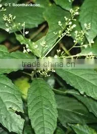 BALIOSPERMUM MONTANUM thumbnail-2