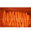 CARROT thumbnail-1