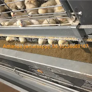 Ghana Poultry House Automatic Pullet Chicken Cage & Battery Small Layer Cage in Chicken Shed thumbnail-1