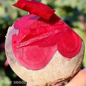 5g Wholesale Vegetables RED Bulb Beetroot Seeds Organic Sugar Beet Seed Vegetable for Online Sale thumbnail-1