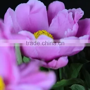 Cut Fresh OEM Professional Fall Peony thumbnail-4