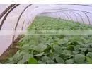 Agriculture Plastic Film 5 LAYER EVA Greenhouse Film thumbnail-1