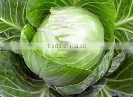 VIETNAM FRESH CABBAGE thumbnail-1
