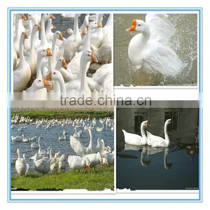 White Washed Goose Down thumbnail-4