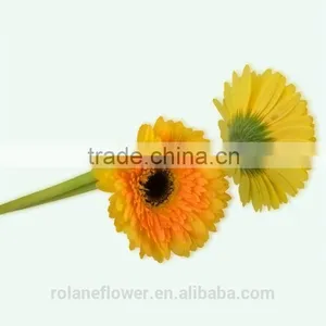 The Neatest Rate Cute Artificial Trumpet Flower Flower Flowers Flower Boxes With 70-80cm Long From Yunnan, China thumbnail-5