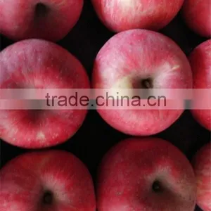 China Fuji Apple Supplier Red Fuji Apple Tree thumbnail-1