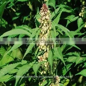 Hemp Seed Oil (100% Natural) thumbnail-1