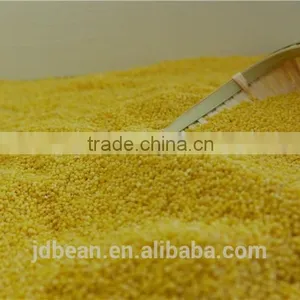 Organic Hulled Glutinous Yellow Millet for Vacuum Packing and Bulk thumbnail-2