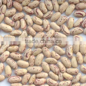 Crop 2010 Kidney Beans thumbnail-1