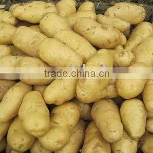 Fresh Yellow Potato thumbnail-1