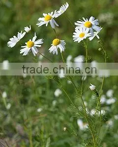 Chamomile 1 thumbnail-1
