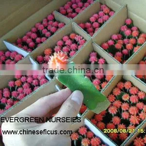 Gymnocalycium Mihanovichii Var.friedrichii thumbnail-1