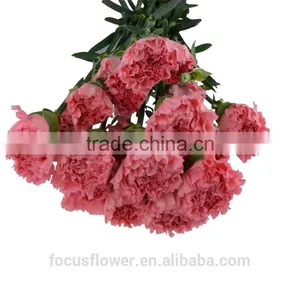 Multi-colored Wholesale Carnation Heads for Love, Anniversary thumbnail-3