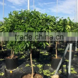 Mandarine Tree - Citrus Reticulata thumbnail-3